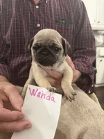 Wanda, a female Pug for sale in Lexington, AL – 3 of 7