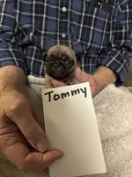 Tommy, a male Pug for sale in Lexington, AL – 7 of 10