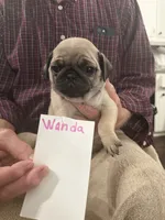Wanda, a female Pug for sale in Lexington, AL – 2 of 7