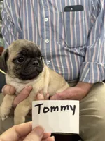 Tommy, a male Pug for sale in Lexington, AL – 5 of 9