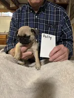 Polly, a female Pug for sale in Lexington, AL – 6 of 9