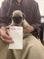 Wanda, a female Pug for sale in Lexington, AL – 6 of 7