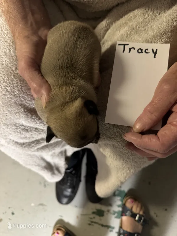 Tracy  – Pug puppy for sale in Lexington, AL