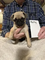 Polly, a female Pug for sale in Lexington, AL – 8 of 9