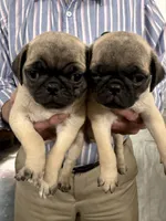 Timmy, a male Pug for sale in Lexington, AL – 2 of 8