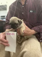 Wanda, a female Pug for sale in Lexington, AL – 4 of 7