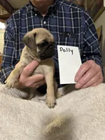 Polly, a female Pug for sale in Lexington, AL – 2 of 9