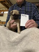 Polly, a female Pug for sale in Lexington, AL – 3 of 9