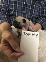 Tommy, a male Pug for sale in Lexington, AL – 3 of 10