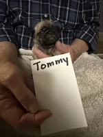 Tommy, a male Pug for sale in Lexington, AL – 2 of 10