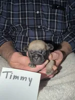 Timmy, a male Pug for sale in Lexington, AL – 2 of 9