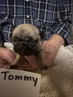 Tommy, a male Pug for sale in Lexington, AL – 8 of 10