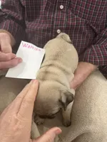Wanda, a female Pug for sale in Lexington, AL – 7 of 7