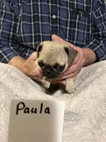 Paula, a female Pug for sale in Lexington, AL – 5 of 8
