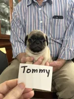 Tommy, a male Pug for sale in Lexington, AL – 4 of 9
