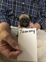 Tommy, a male Pug for sale in Lexington, AL – 4 of 10