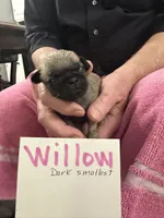 Willow, a female Pug for sale in Lexington, AL – Photo 2 of 10
