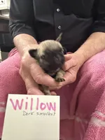 Willow, a female Pug for sale in Lexington, AL – Photo 10 of 10