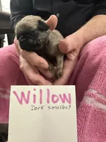 Willow, a female Pug for sale in Lexington, AL – Photo 9 of 10