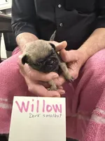 Willow, a female Pug for sale in Lexington, AL – Photo 7 of 10