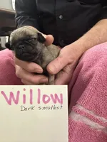 Willow, a female Pug for sale in Lexington, AL – Photo 6 of 10