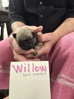 Willow, a female Pug for sale in Lexington, AL – Photo 8 of 10