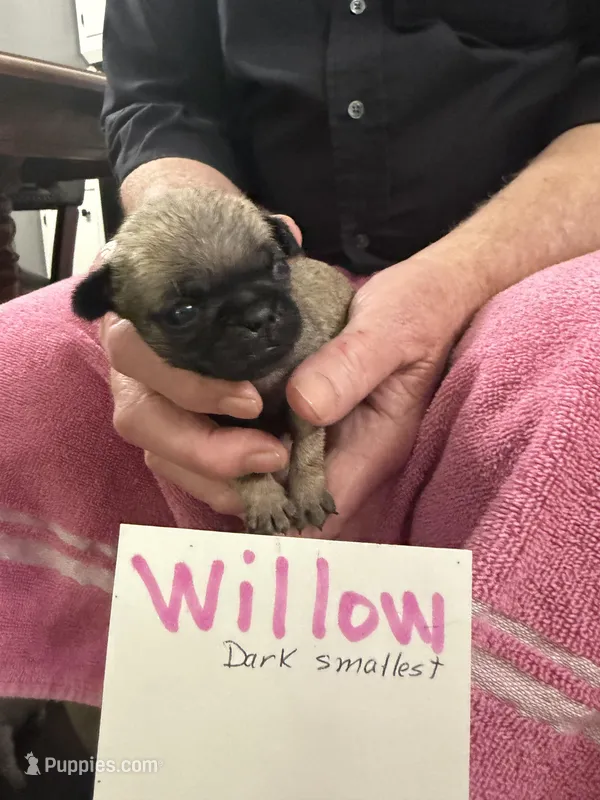 Willow, a female Pug for sale in Lexington, AL – Photo 1 of 10