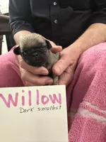 Willow, a female Pug for sale in Lexington, AL – Photo 3 of 10