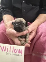 Willow, a female Pug for sale in Lexington, AL – Photo 5 of 10