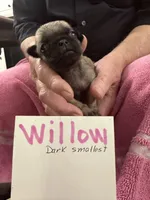 Willow, a female Pug for sale in Lexington, AL – Photo 4 of 10