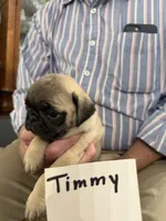 Timmy, a male Pug for sale in Lexington, AL – 8 of 8