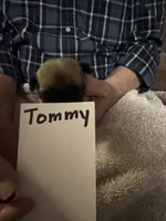 Tommy, a male Pug for sale in Lexington, AL – 5 of 10