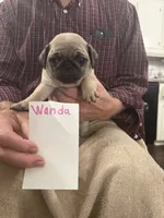 Wanda, a female Pug for sale in Lexington, AL – 5 of 7