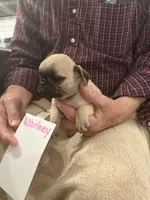 Whitney, a female Pug for sale in Lexington, AL – 3 of 3