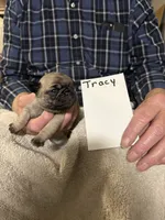 Tracy , a male Pug for sale in Lexington, AL – 6 of 8