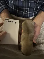 Timmy, a male Pug for sale in Lexington, AL – 9 of 9
