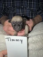 Timmy, a male Pug for sale in Lexington, AL – 8 of 9