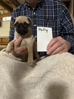 Polly, a female Pug for sale in Lexington, AL – 5 of 9