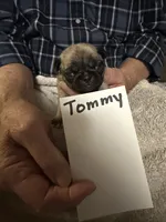Tommy, a male Pug for sale in Lexington, AL – 6 of 10