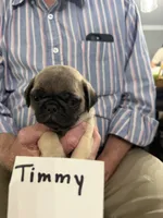 Timmy, a male Pug for sale in Lexington, AL – 3 of 8
