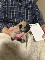 Tracy , a male Pug for sale in Lexington, AL – 2 of 8