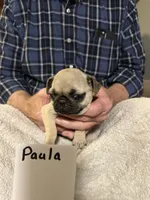 Paula, a female Pug for sale in Lexington, AL – 2 of 8