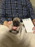 Tracy , a male Pug for sale in Lexington, AL – 8 of 8