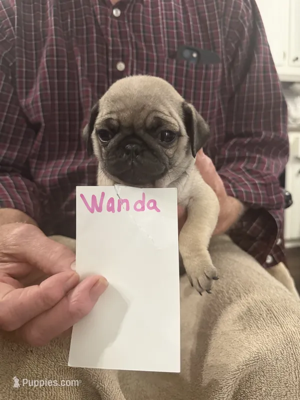 Wanda – Pug puppy for sale in Lexington, AL