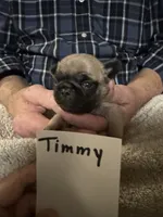 Timmy, a male Pug for sale in Lexington, AL – 3 of 9