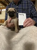 Polly, a female Pug for sale in Lexington, AL – 4 of 9