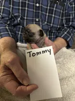 Tommy, a male Pug for sale in Lexington, AL – 10 of 10