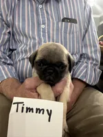 Timmy, a male Pug for sale in Lexington, AL – 1 of 8