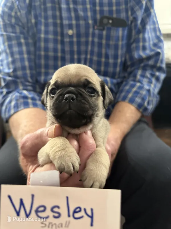 Wesley – Pug puppy for sale in Lexington, AL