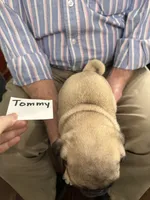 Tommy, a male Pug for sale in Lexington, AL – 7 of 9